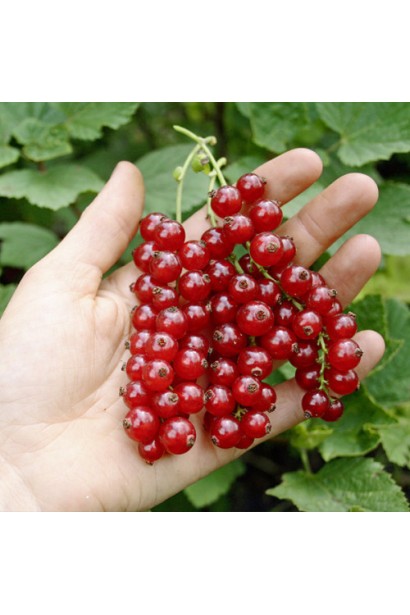 Смородина красная Виксне – средне-ранний сорт